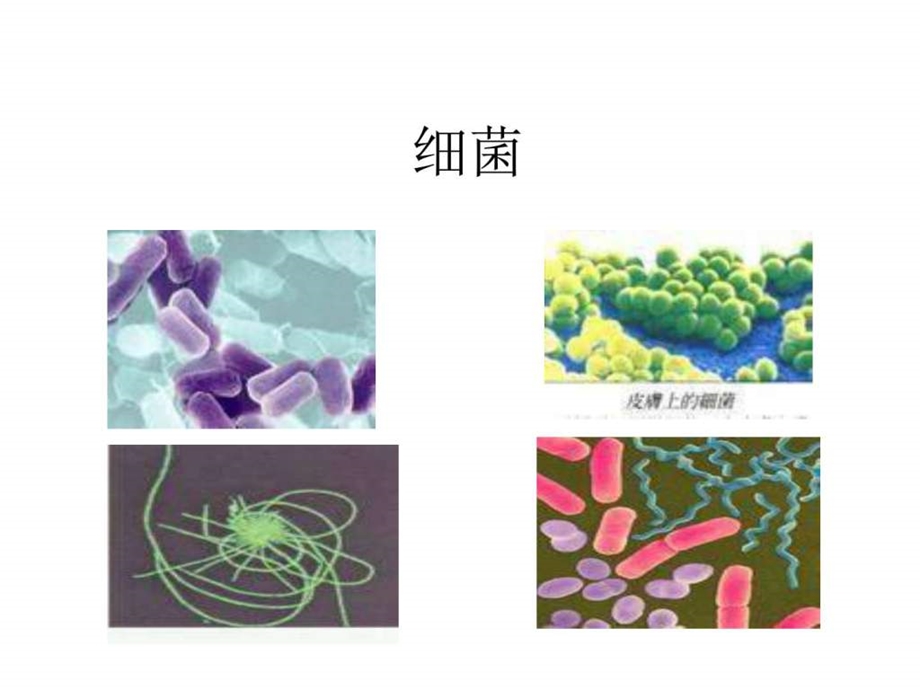 小学科学细菌和病毒课件图文.ppt.ppt_第1页