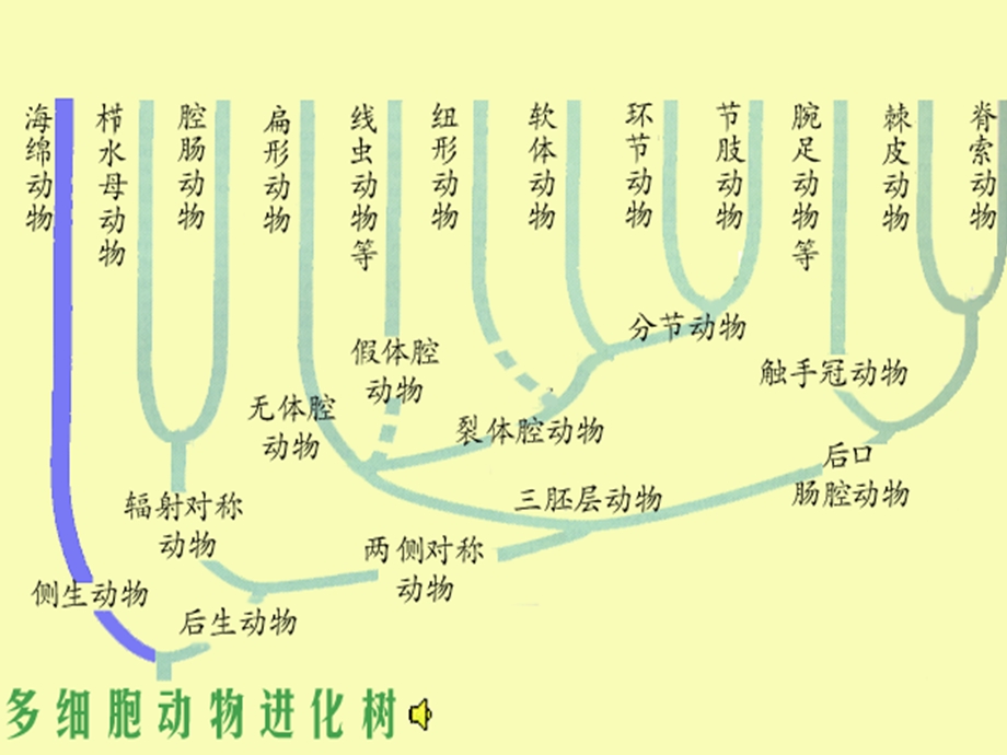 奥赛冲刺第3轮：考点串讲动物学.ppt_第3页