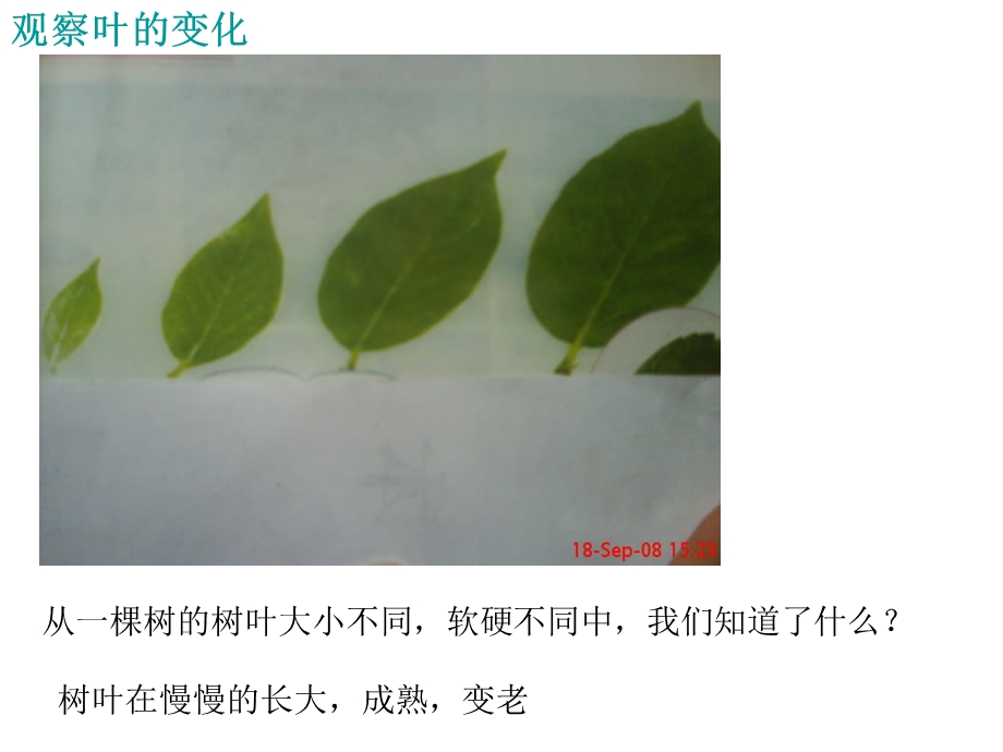 一6植物发生了什么变化周玉孟.ppt_第3页