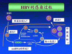 乙型肝炎病毒的异质性及临床意义文档资料.ppt