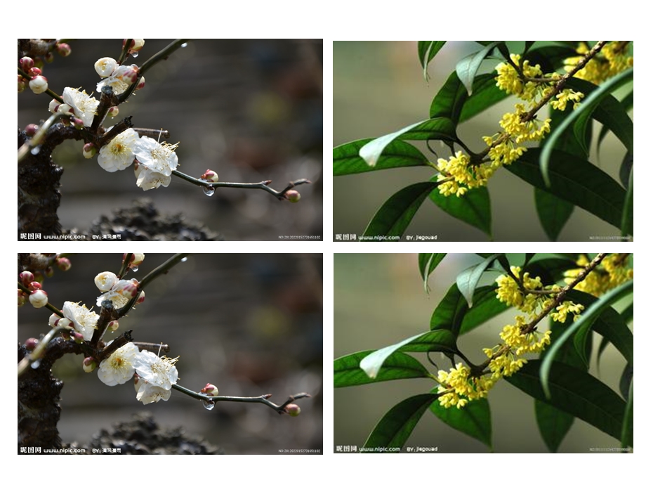 桂花雨课件10.ppt_第3页