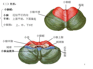 二小脑文档资料.ppt