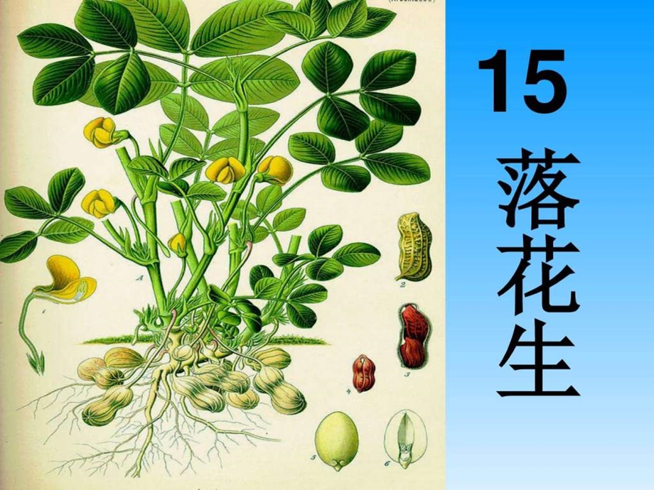 落花生ppt课件1542523010.ppt.ppt_第1页