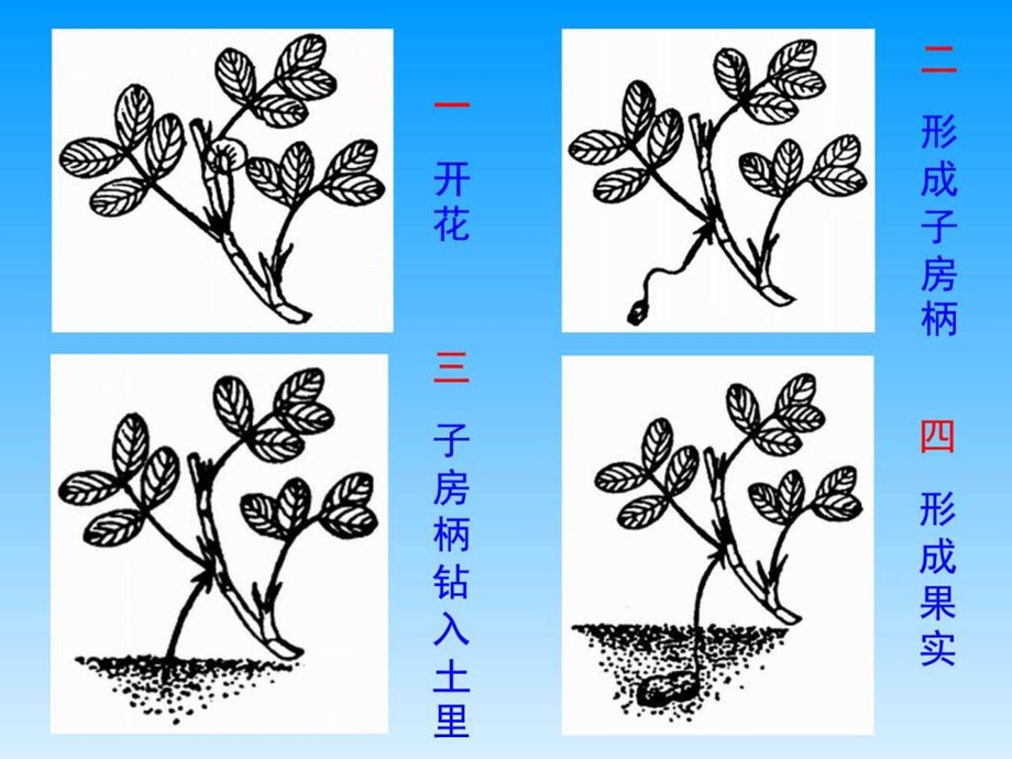 落花生ppt课件1542523010.ppt.ppt_第3页