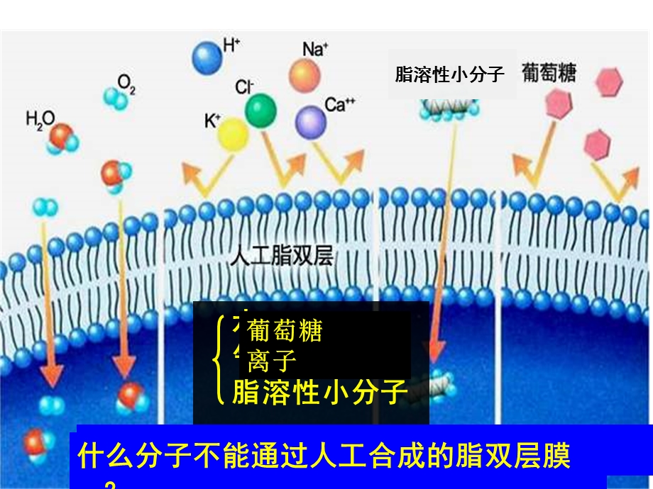 第四章第三节物质的跨膜运输的方式.ppt_第3页