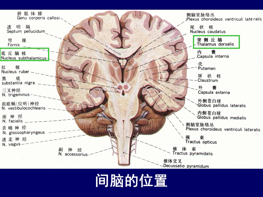 人体断层解剖学头部断层解剖2PPT课件文档资料.ppt_第2页