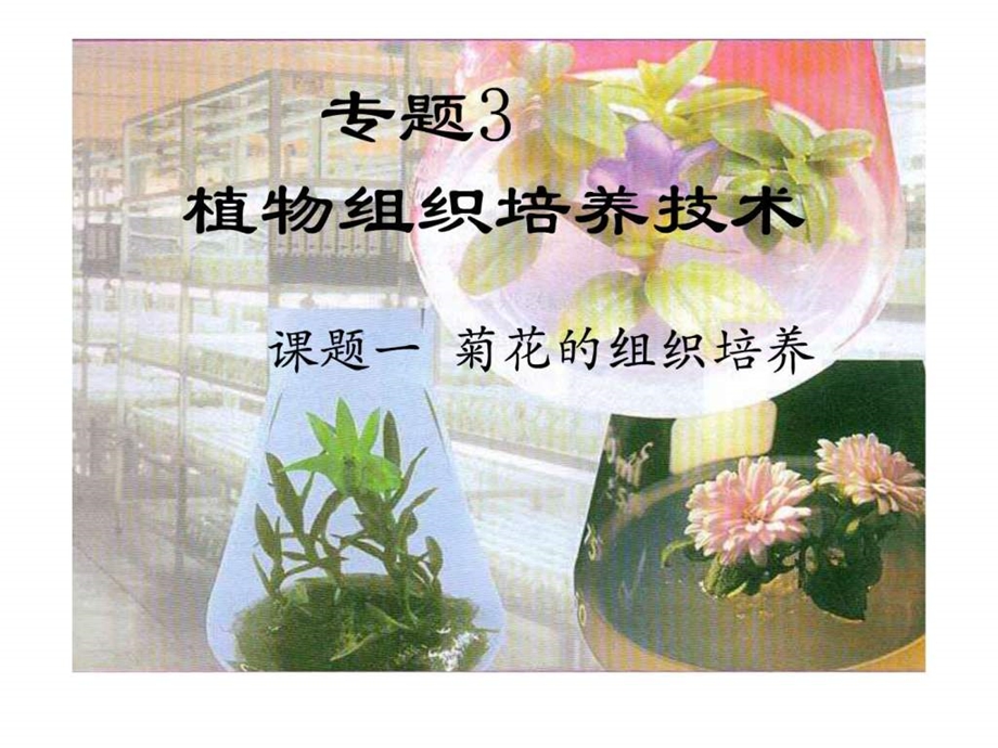 菊花的组织培养图文.ppt.ppt_第2页