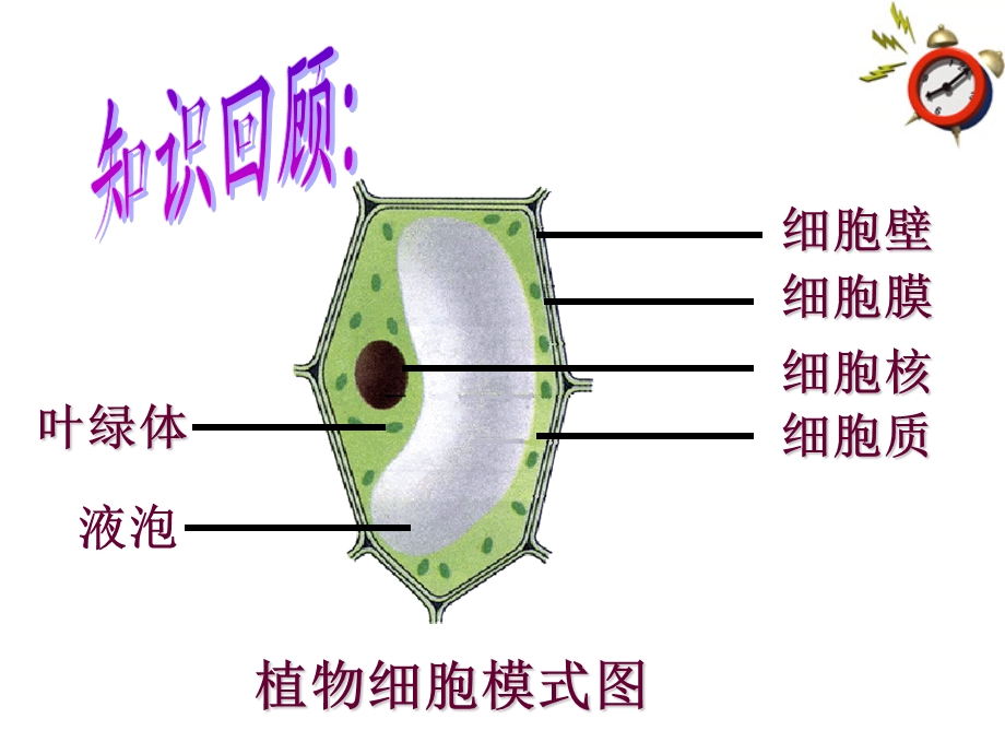 人教版七上第二单元第四节+细胞的生活（共28张PPT）.ppt_第2页