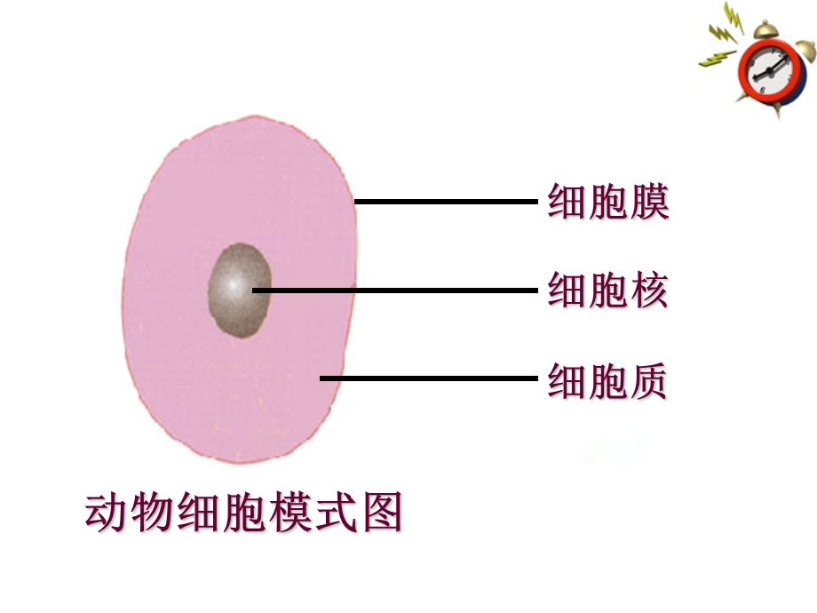 人教版七上第二单元第四节+细胞的生活（共28张PPT）.ppt_第3页