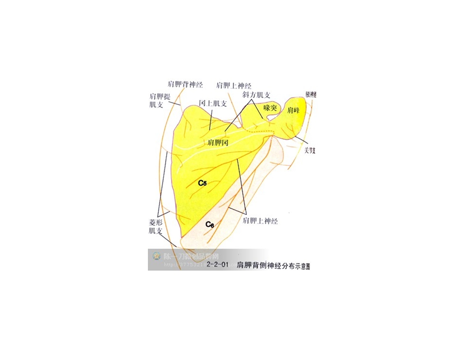 肩部刀法示意图.ppt_第2页