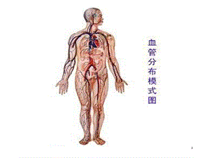 血液循环文档资料.ppt