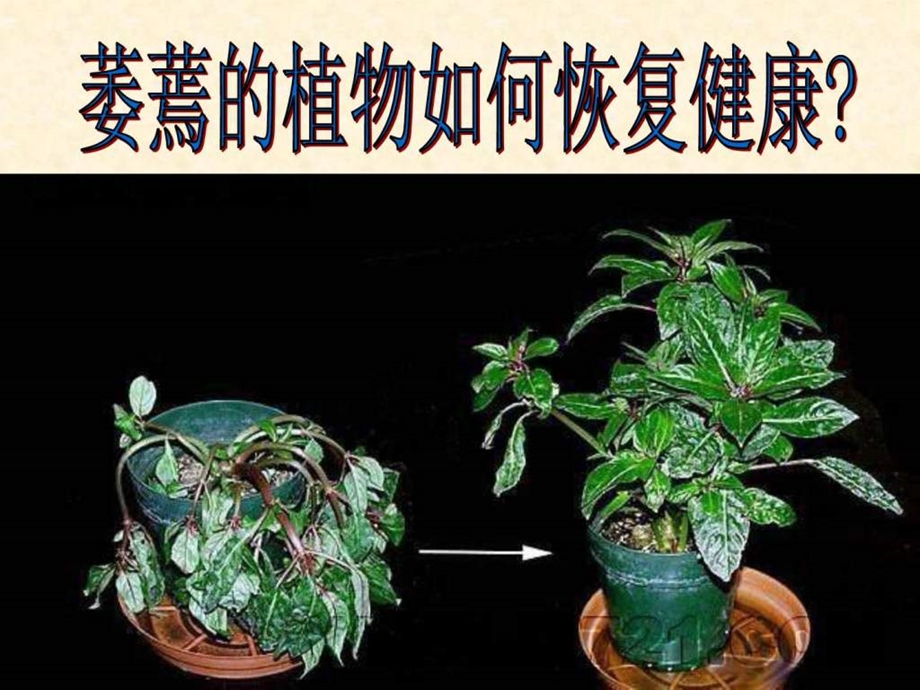 水分进入植物体内的途径4图文.ppt.ppt_第2页