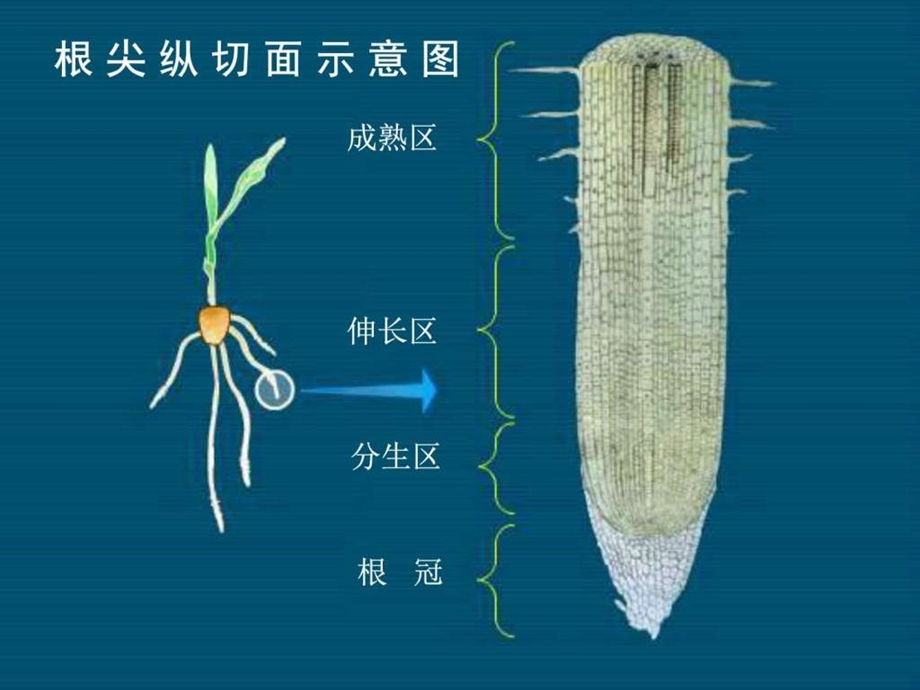 水分进入植物体内的途径4图文.ppt.ppt_第3页