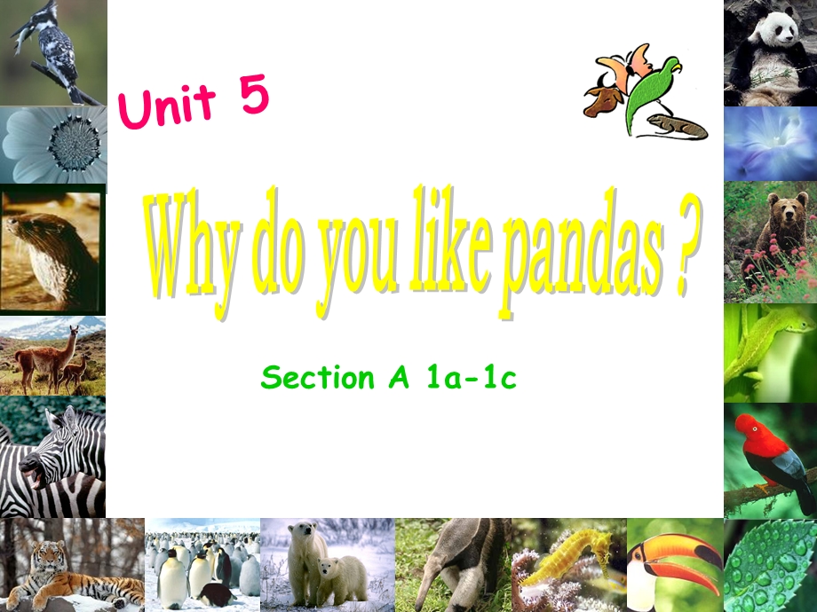 王晓娟Unit5Whydoyoulikepandas.ppt_第1页