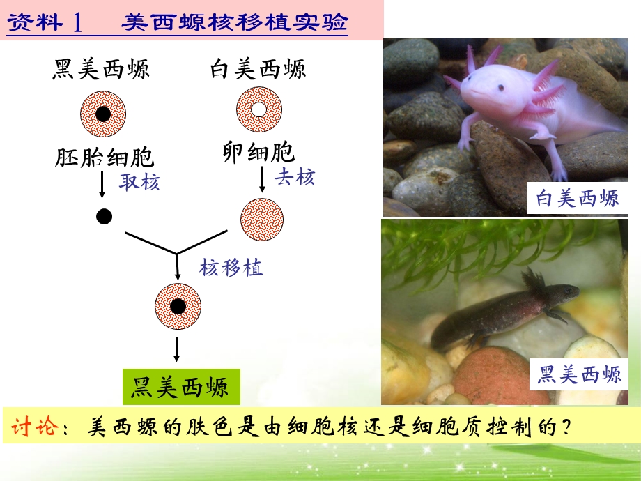 《细胞核——系统的控制中心》教学课件.ppt_第2页