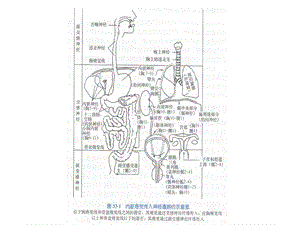 神经统对内脏活动 PowerPoint 演示文稿文档资料.ppt