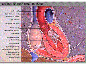 心脏解剖与心壁分区.ppt