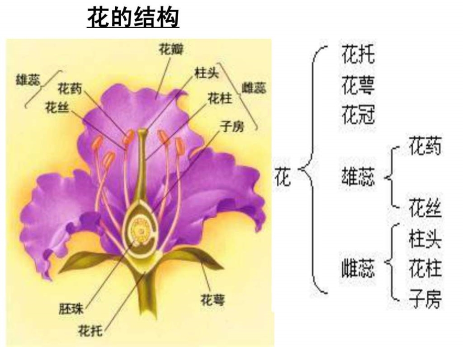 3.2月季的花药培养经典.ppt13.ppt_第3页