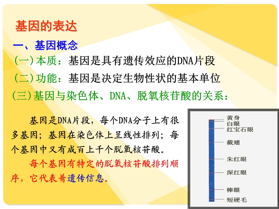 必修2-4-2基因对性状的控制.ppt_第1页