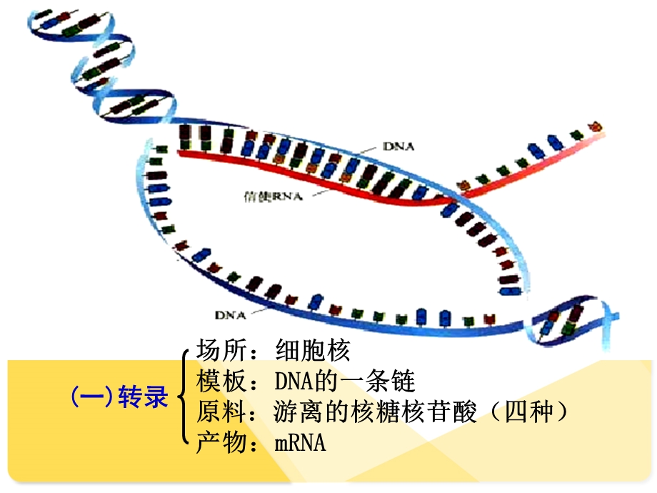 必修2-4-2基因对性状的控制.ppt_第2页