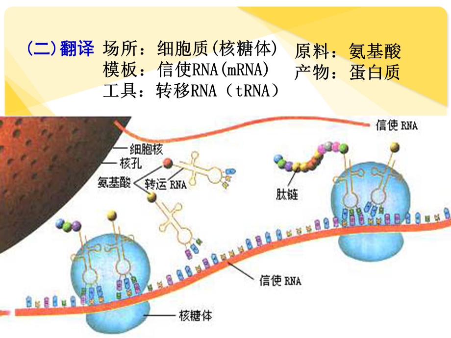 必修2-4-2基因对性状的控制.ppt_第3页