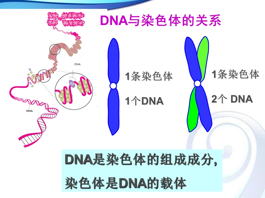 基因是有遗传效应的DNA片段 (2).ppt_第3页