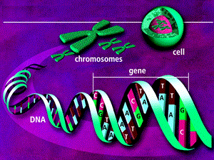 基因是有遗传效应的DNA片段 (2).ppt