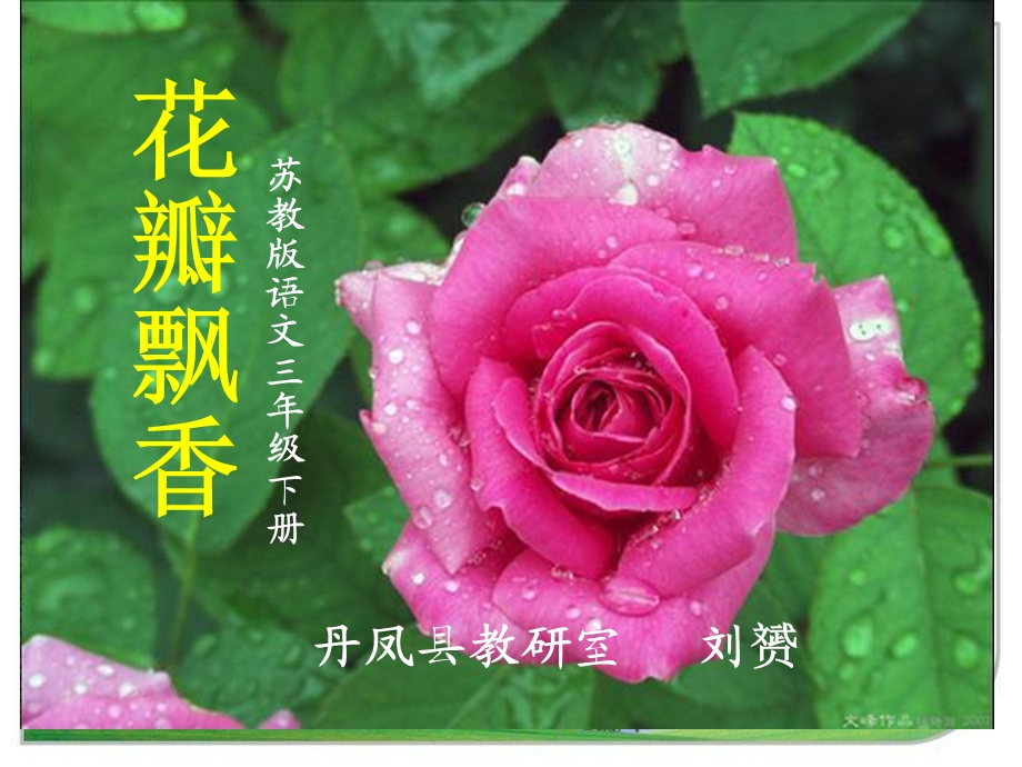 花瓣飘香ppt课件.ppt_第1页