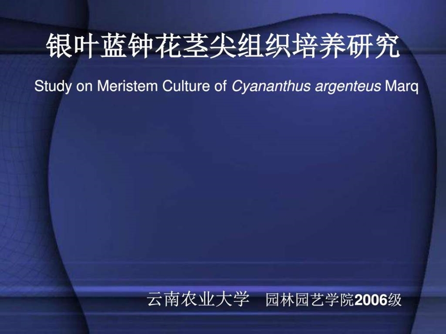 本科生毕业论文模板经典银叶蓝钟花茎尖组织培养研究论....ppt_第1页