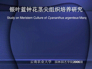 本科生毕业论文模板经典银叶蓝钟花茎尖组织培养研究论....ppt