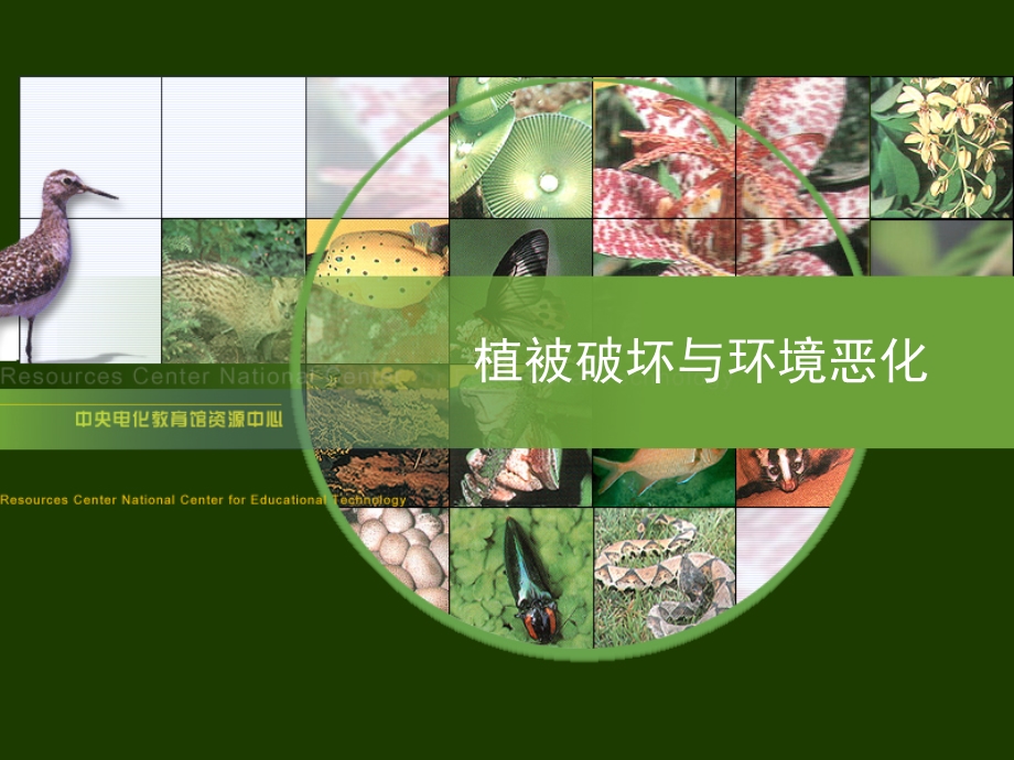 植被破坏与环境恶化.ppt_第1页