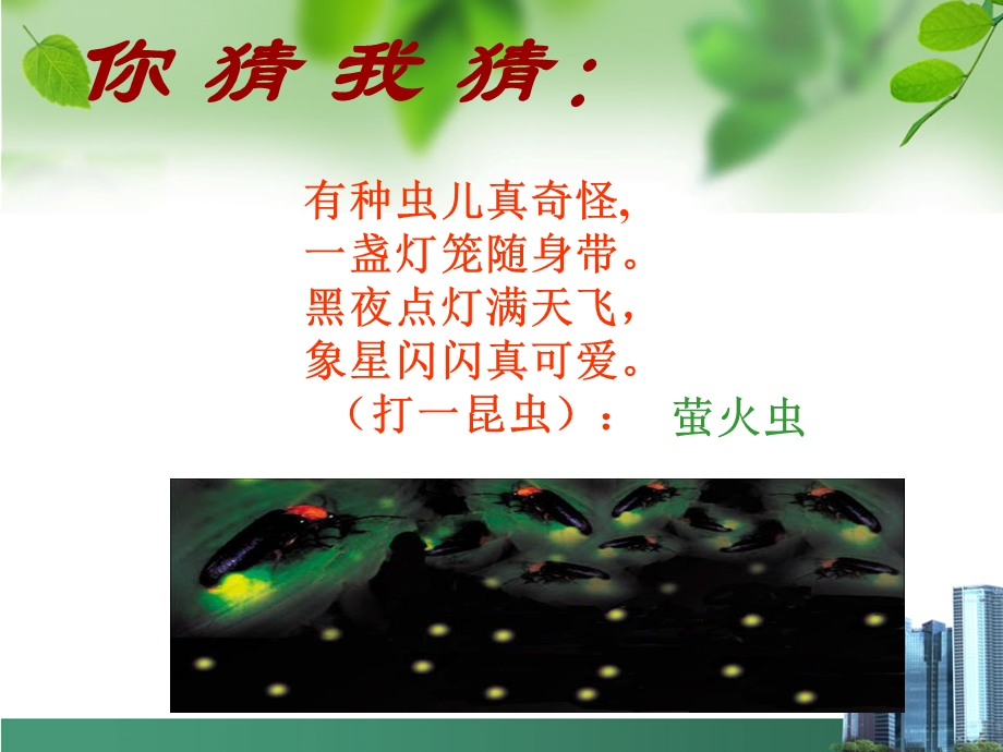 绿色蝈蝈(精美版)2.ppt_第1页