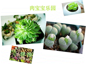 多肉宝宝科技节植物介绍图文.ppt.ppt