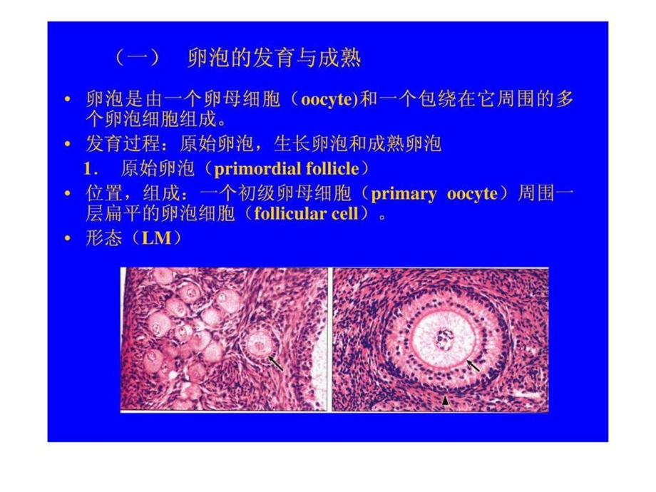 女性生殖系统1591021901.ppt.ppt_第3页