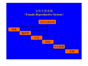 女性生殖系统1591021901.ppt.ppt