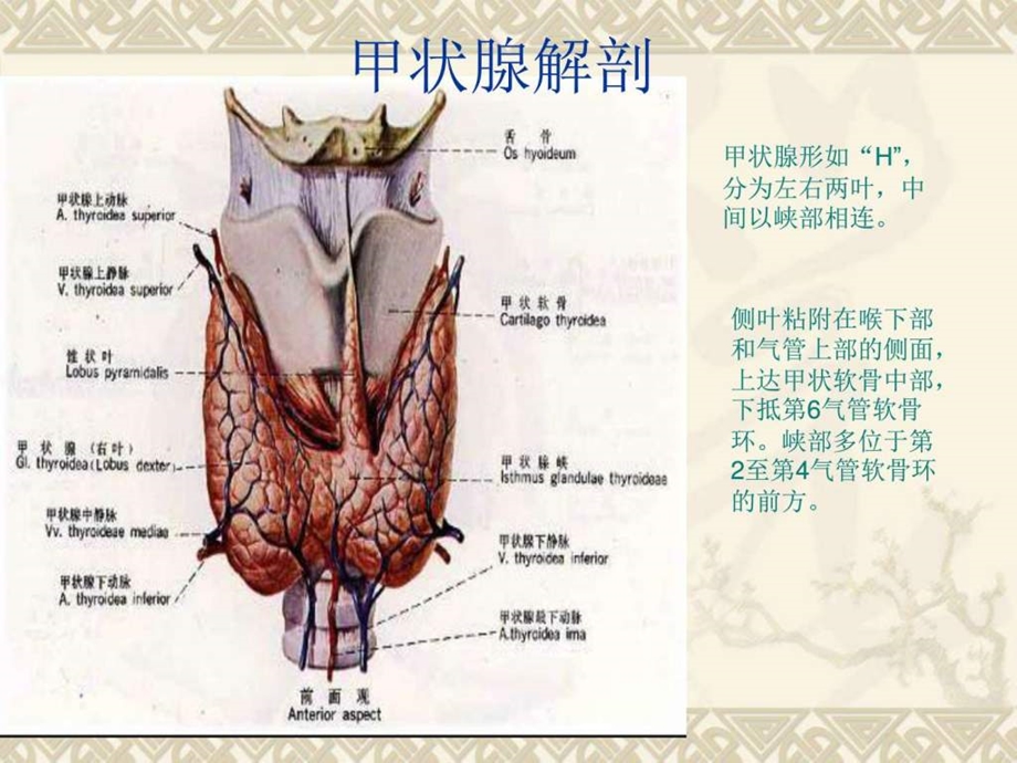 甲状腺常见疾病CT诊断图文.ppt.ppt_第2页