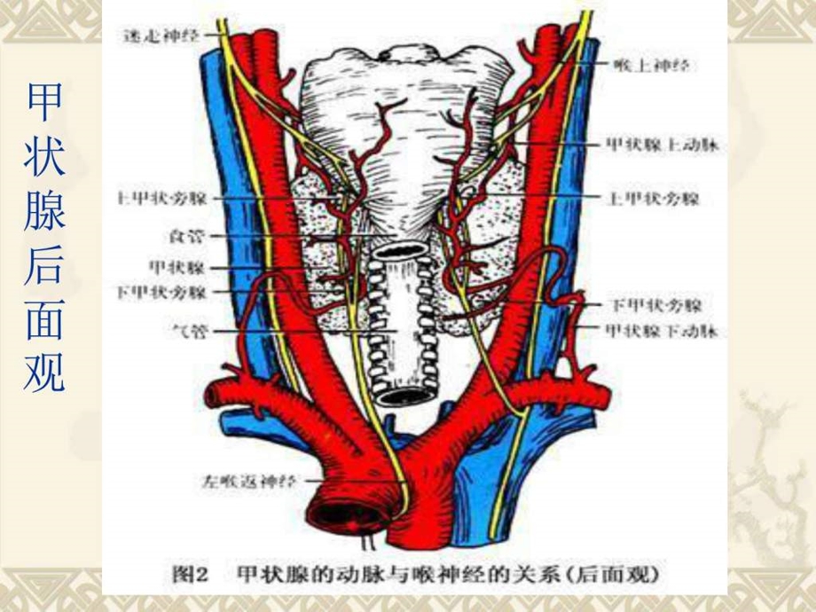 甲状腺常见疾病CT诊断图文.ppt.ppt_第3页