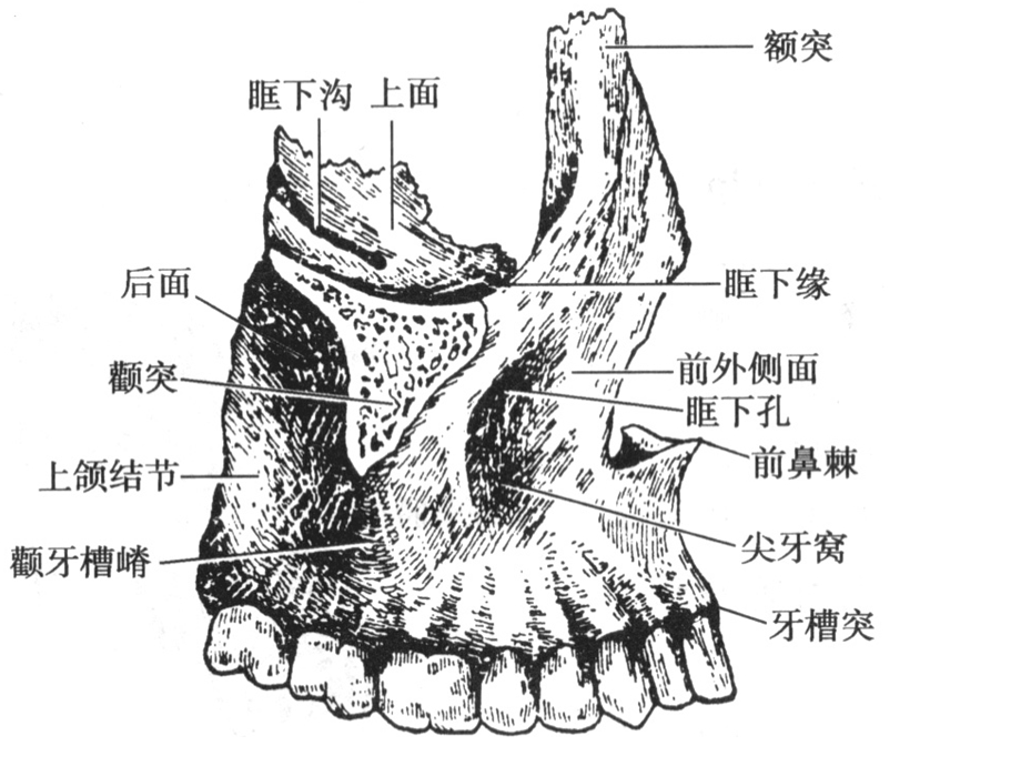 颌面骨骼.ppt_第3页