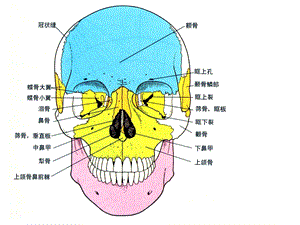 颌面骨骼.ppt