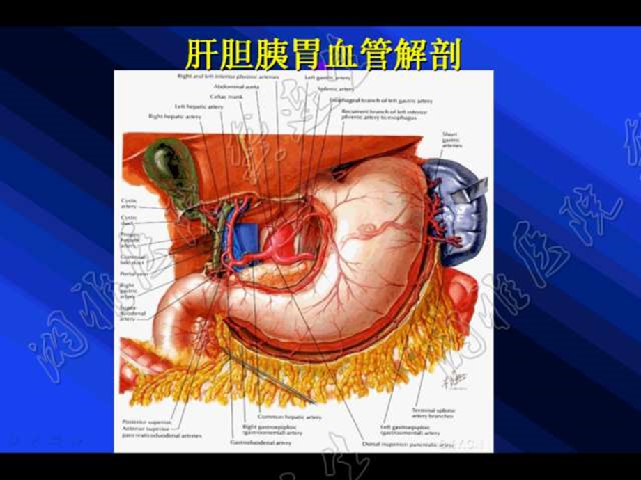 肝胆胰胃肿瘤手术与血管解剖技术.ppt_第3页