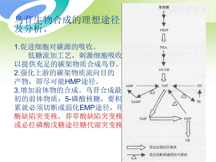 发酵机制鸟苷1920.ppt_第2页