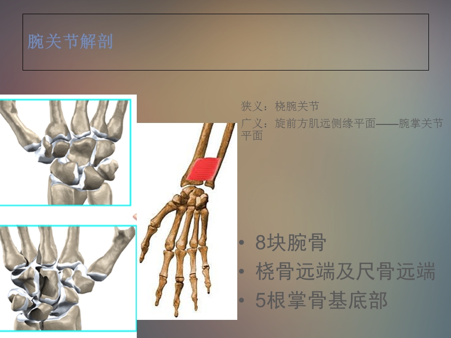 腕关节解剖文档资料.ppt_第1页