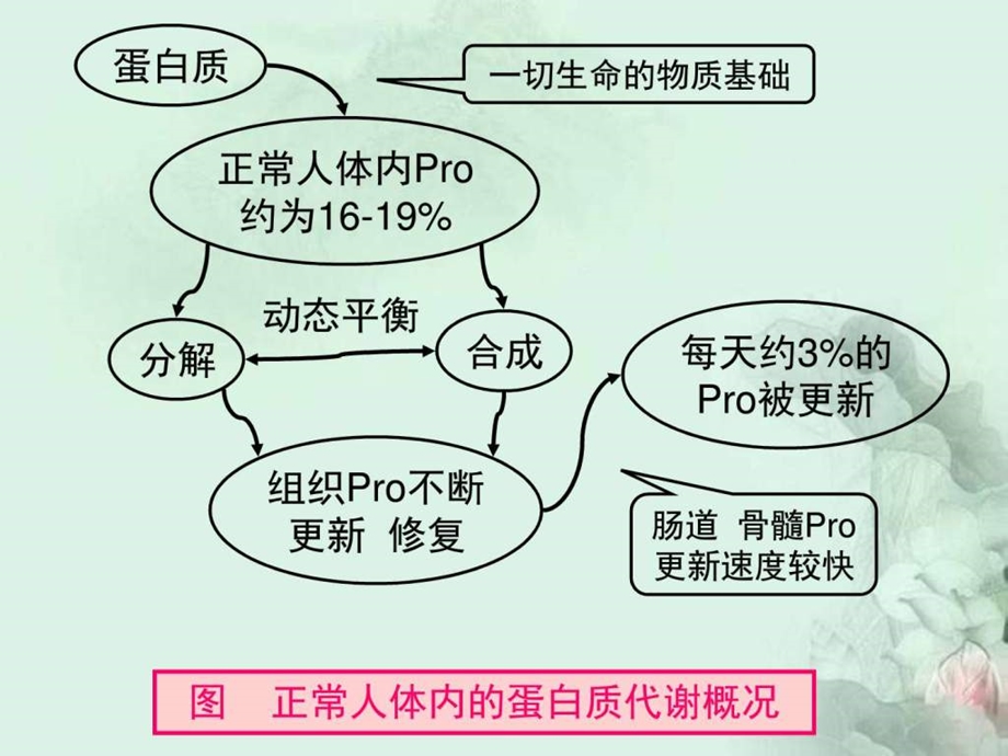 养生之道健康指南营养基础学蛋白质图文.ppt.ppt_第3页