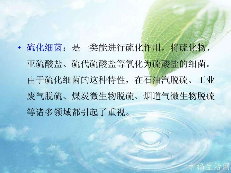 刘金成硫化细菌.ppt.ppt.ppt_第2页