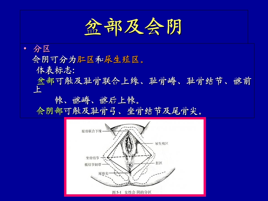 盆部及会阴中国妇产科的资料网文档资料.ppt_第3页