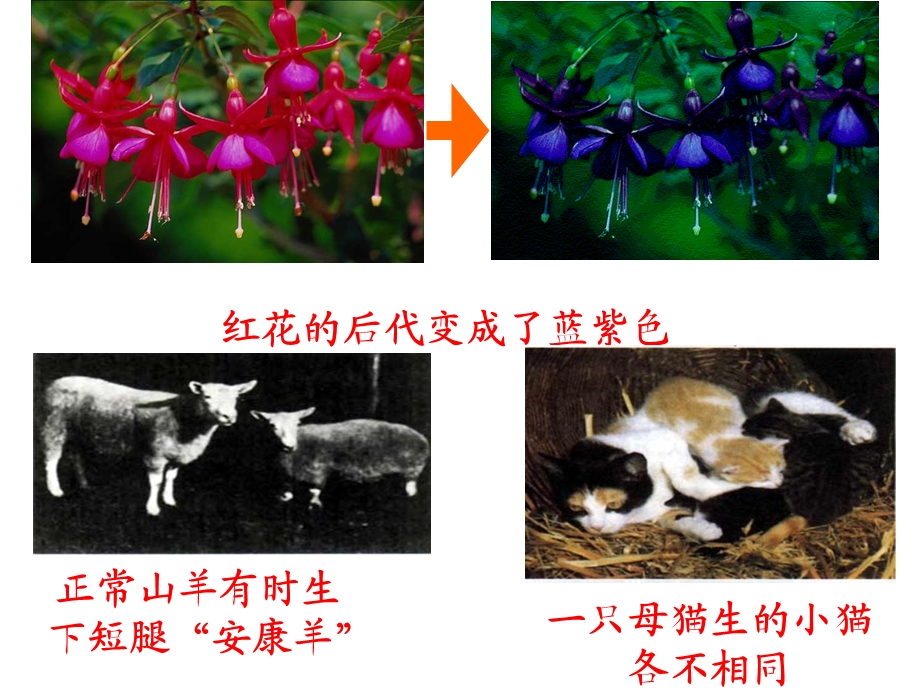 人教版必修2第五章第一节基因突变与基因重组（共16张PPT）.ppt_第2页