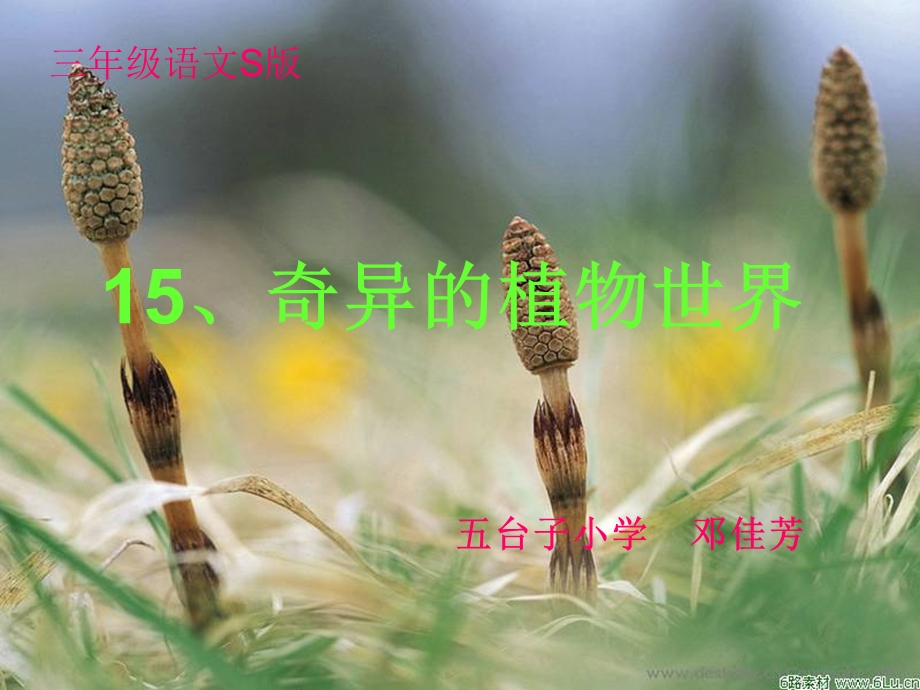 奇异的植物世界课件五小邓佳芳.ppt_第1页