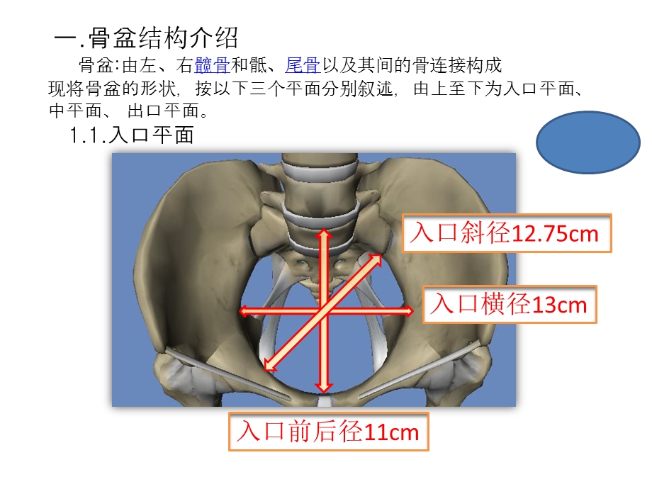 人体骨盆的结构介绍0806文档资料.pptx_第1页