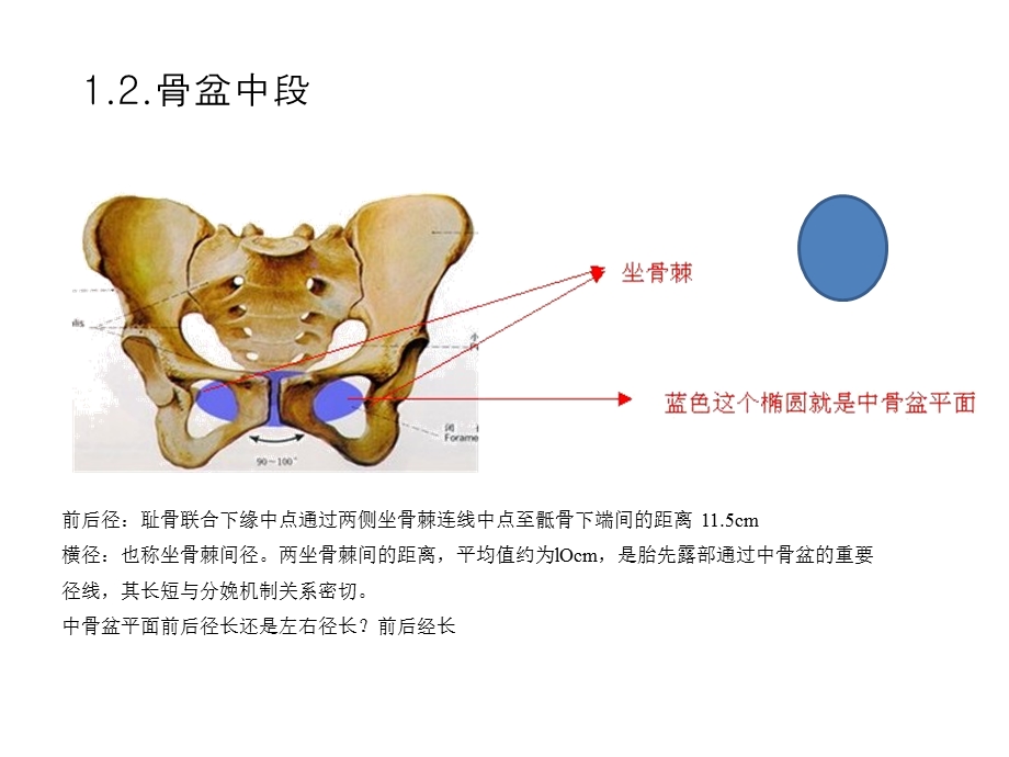 人体骨盆的结构介绍0806文档资料.pptx_第2页