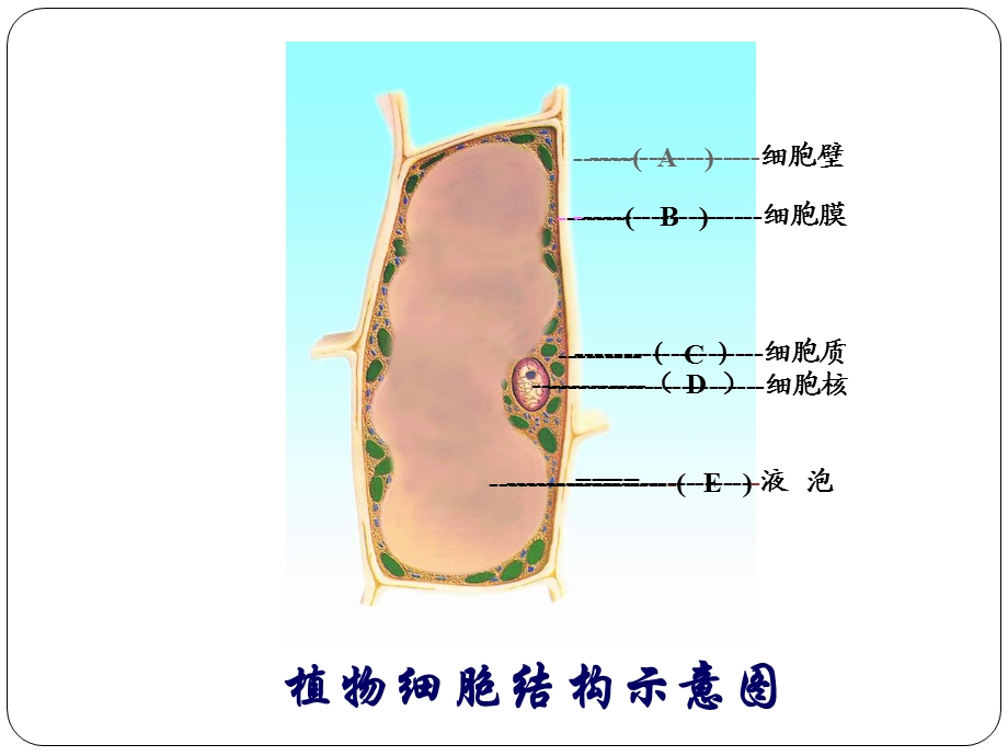 观察番茄果肉细胞PPT鄢锦辉.ppt_第3页